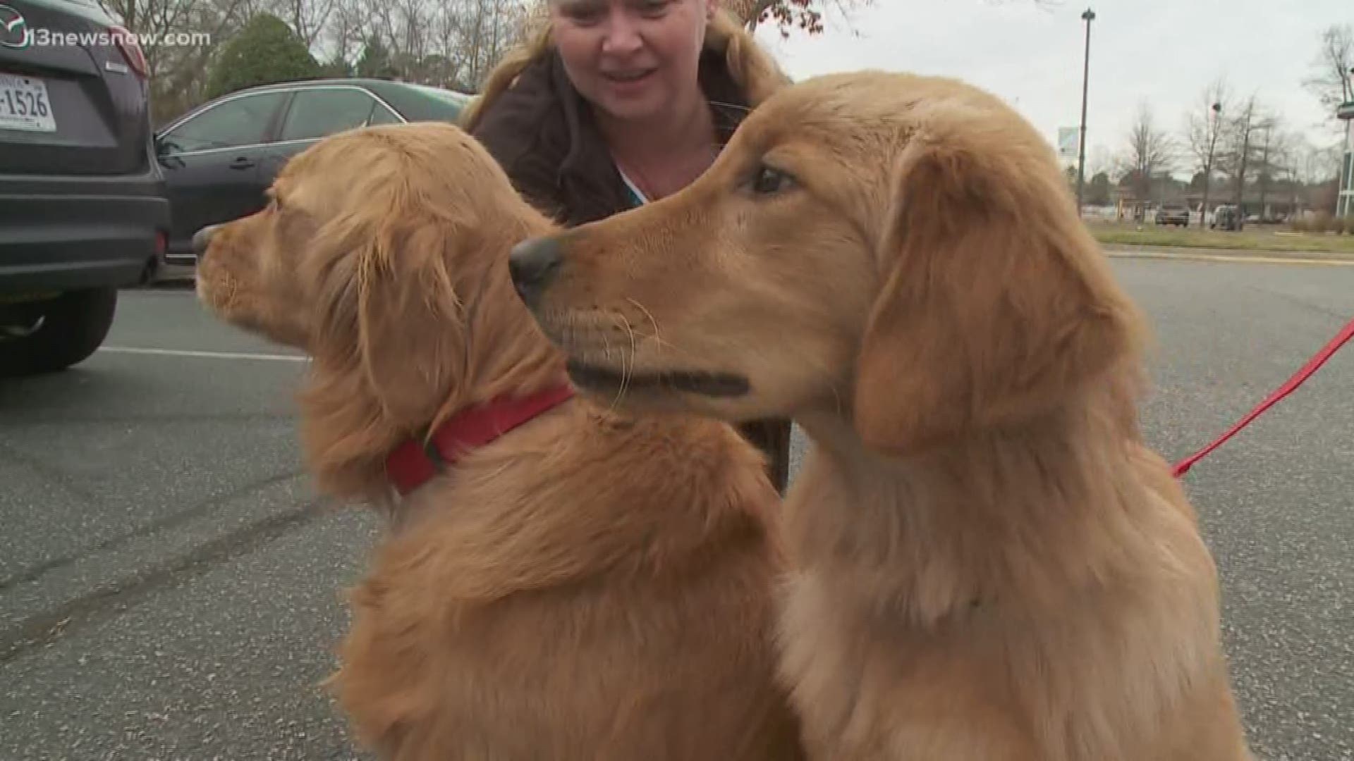 Dogs Rescued From Chinese Slaughterhouse Truck Looking For Their Fur Ever Homes Abc10 Com