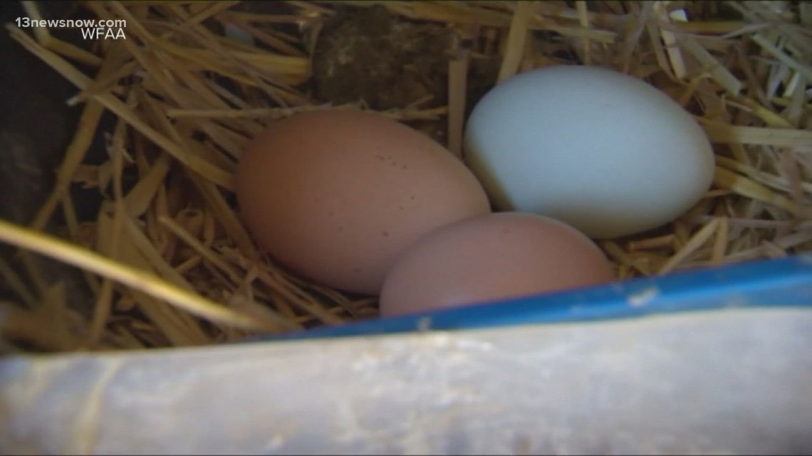 Local Virginia farms take advantage of high egg prices