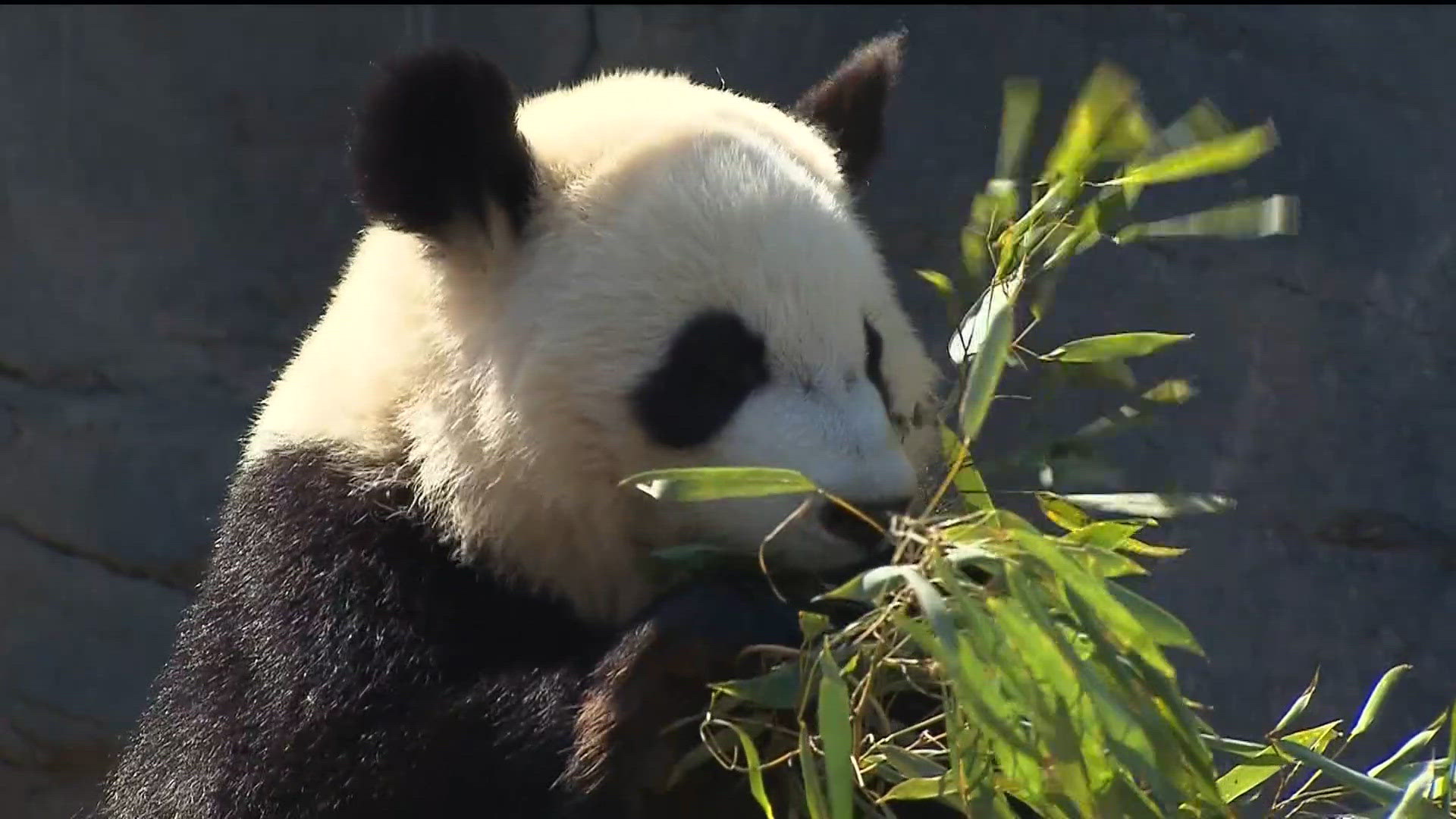 On Two Two giant pandas—Ping Ping and Fu Shuang—arrive in Atlanta on loan from ...