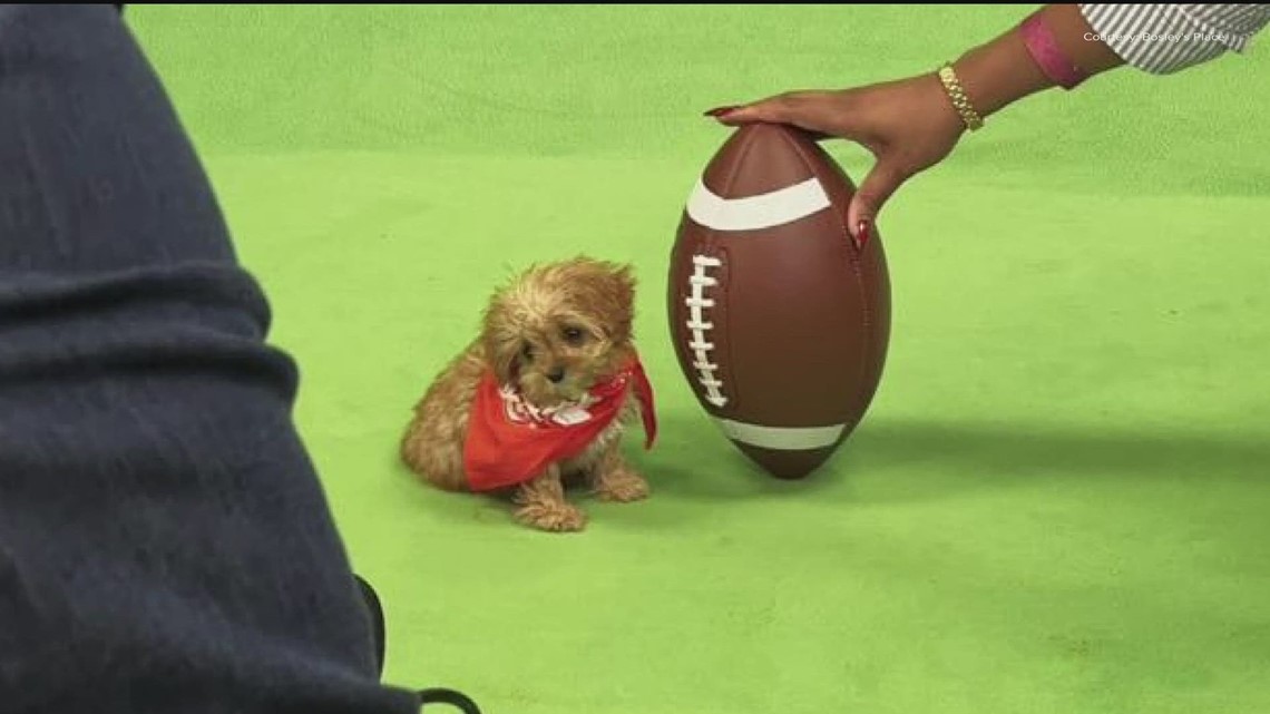 How did Sweetpea die Puppy Bowl