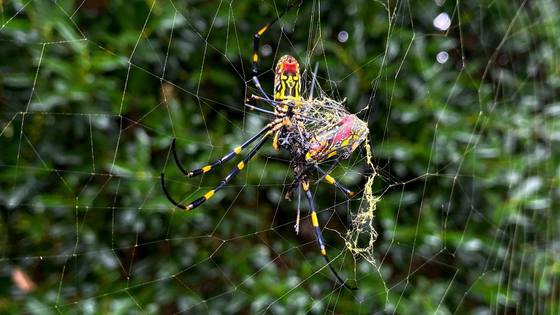 University of Georgia researchers are taking a closer look at Georgia's invasive Joro spider.