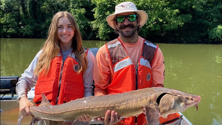 UGA researchers capture largest reported sturgeon in Georgia lake