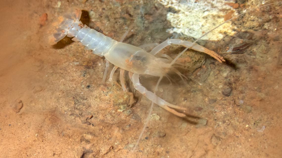 A rare crayfish was found in huntsville - Vimarsana News