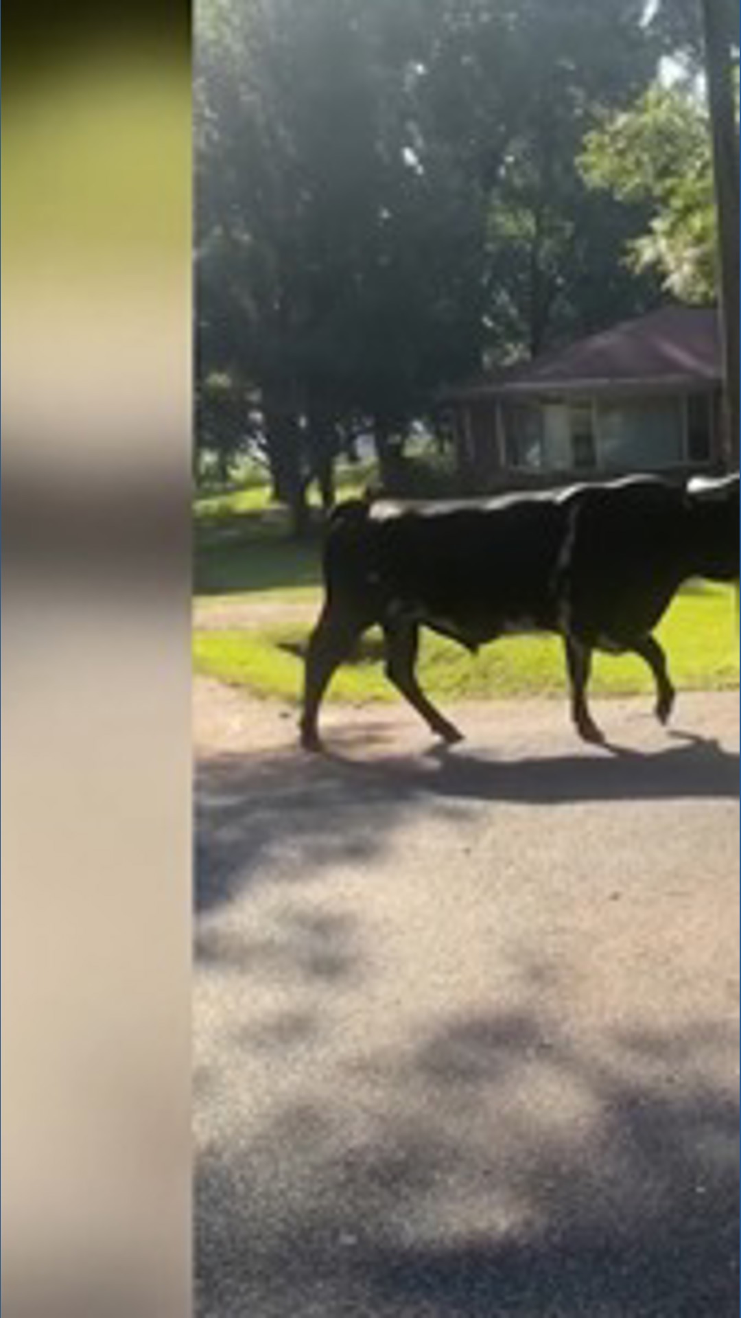 WATCH: Deputies lasso 1,500-pound bull after chase through an Alabama neighborhood Mounted deputies used lassos to capture a runaway 1,500-pound bull after it repeatedly evaded officers through a neighborhood in Alabama.