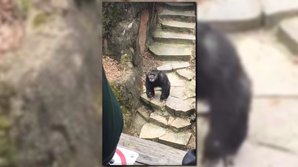 'It got Grandma' Grand Rapids chimp's poop lands on the nose